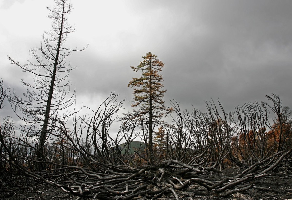 усыхание леса. засуха лес. засуха лес. последствия вырубки лесов. засуха пиксабай.