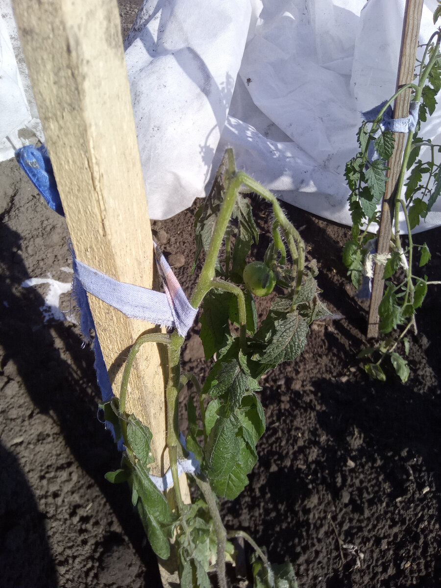 Вот такими стояли мои помидоры часов в 10 утра. 