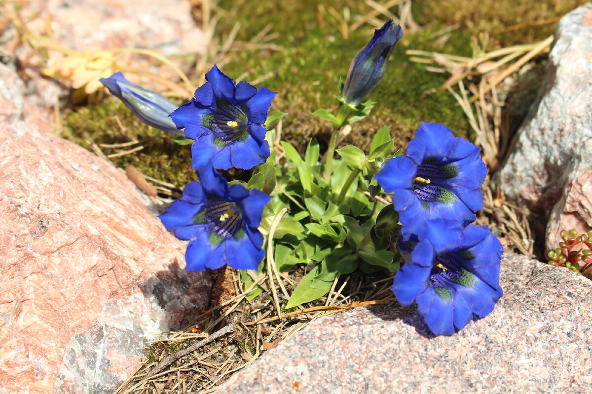 Горечавка бесстебельная (gentiana acaulis) в моем саду 25 мая