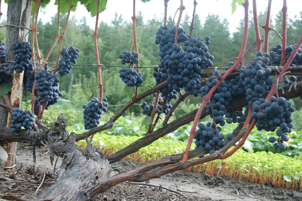 Сорта Винограда Для Черноземья Фото