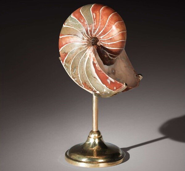 Nautilus cymatoceras, мезозойская эра (112-99 млн. лет), нижний меловой период (112-99 млн. лет назад), диаметр 12,5 см, Мадагаскар.