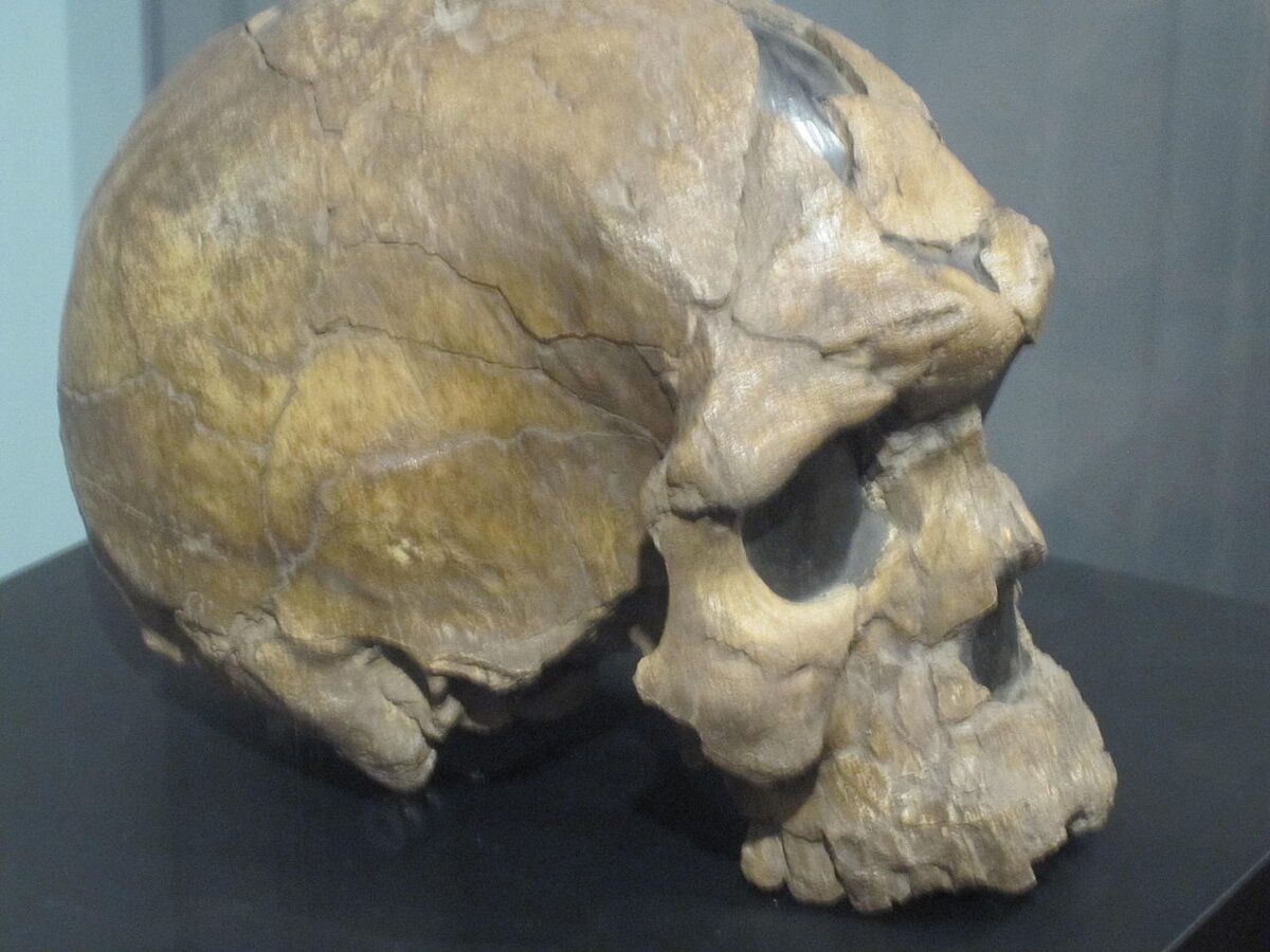 Homo sapiens idaltu, череп из Херто