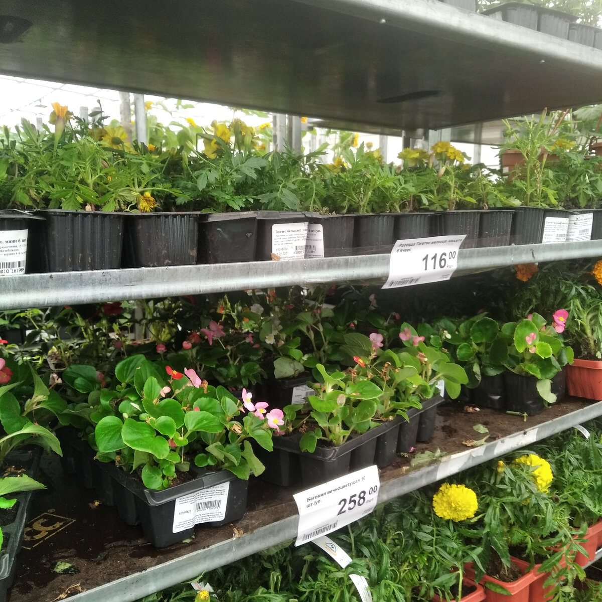 Однолетники если и подорожали, то не сильно