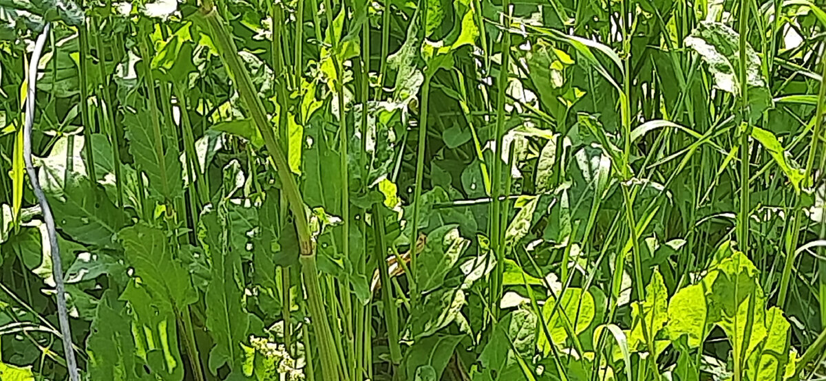 Урожай свежего щавеля этого года .