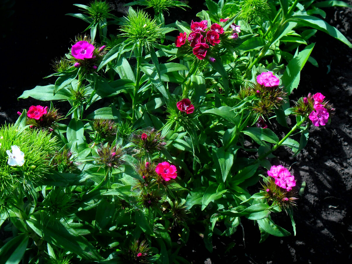 Начинает цвести турецкая гвоздика, листайте вправо )