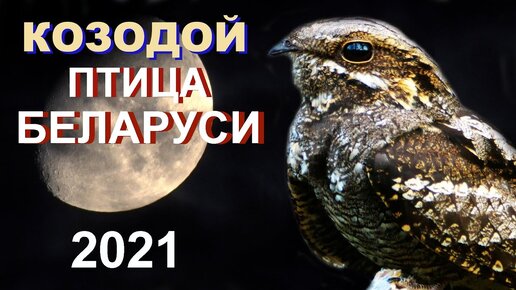 Козодой - птица Беларуси 2021 года | Film Studio Aves