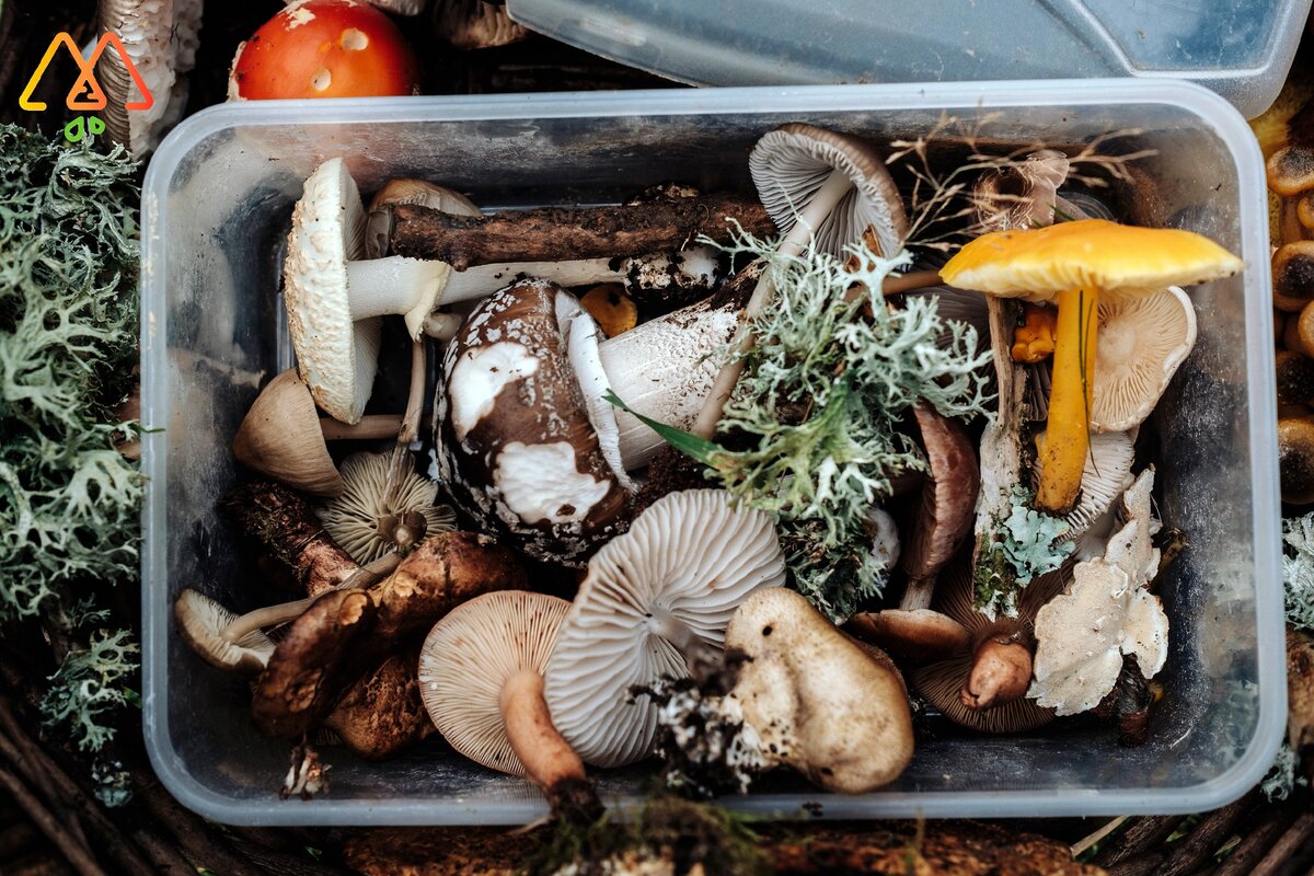 Лесные грибы