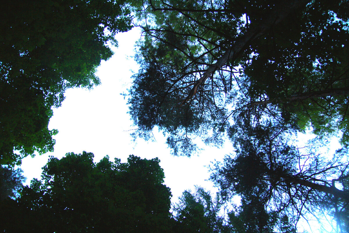 личный архив