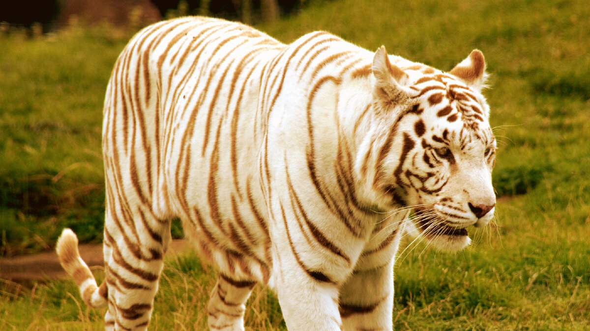 Вот она, сила белизны!