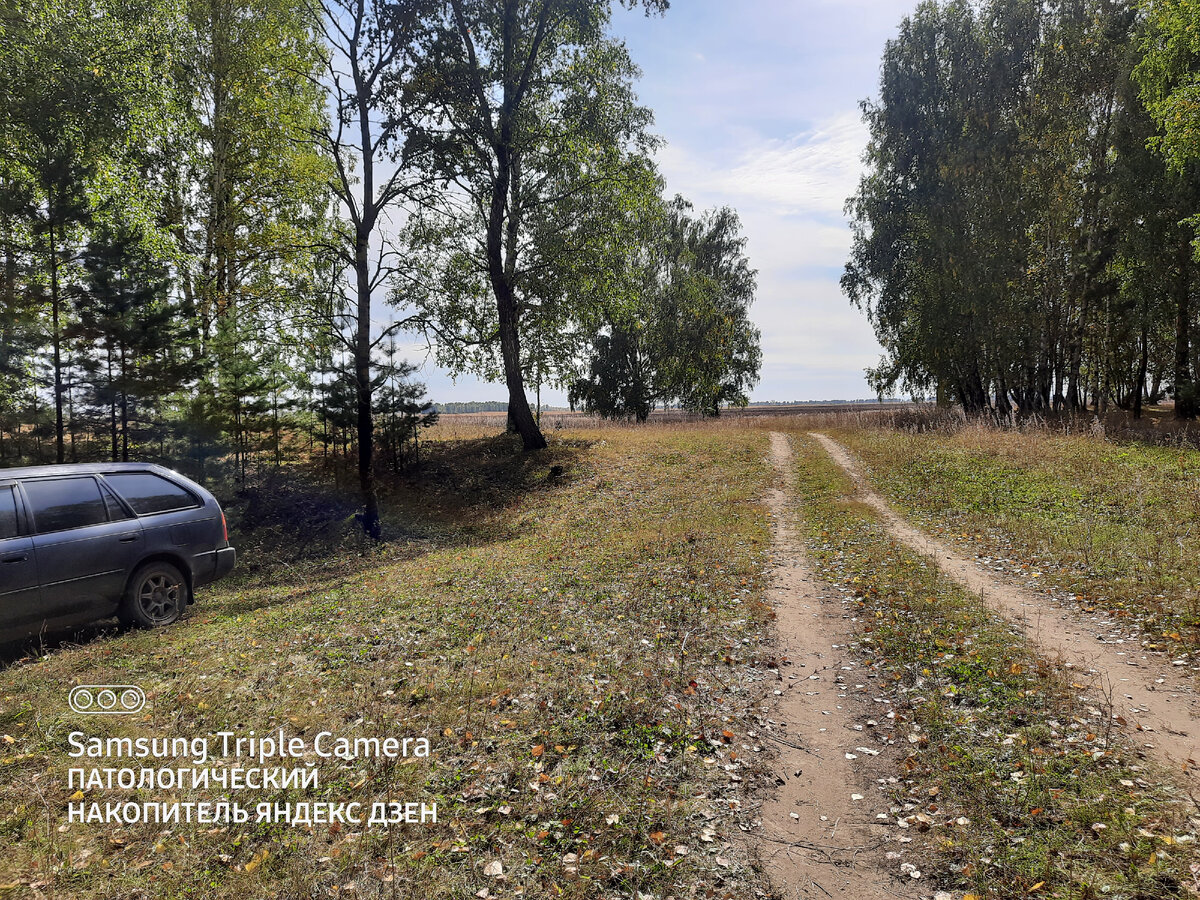 Ленточный бор около Бийска.