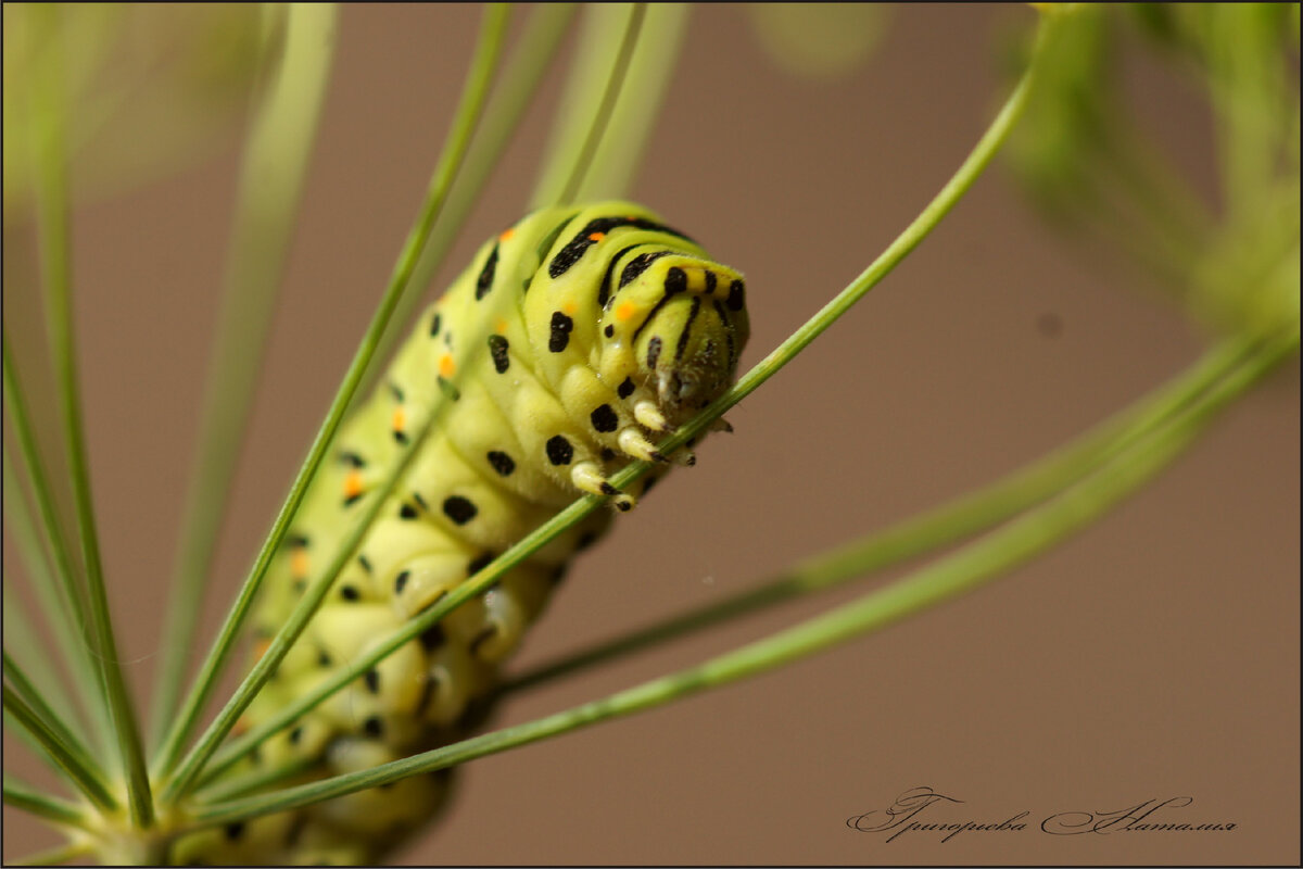 все фото автора.смотрите другие фото по стрелке вправо