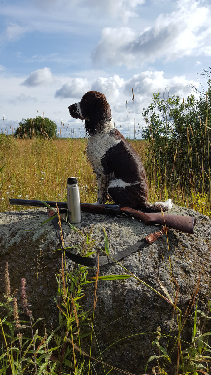 Джетта на охоте