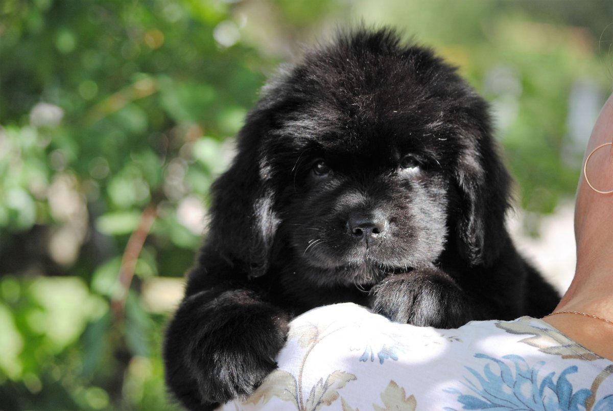 Щенок ньюфаундленда