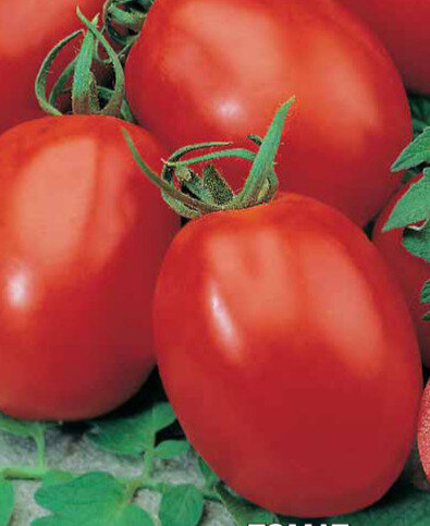 Томат Аделина 