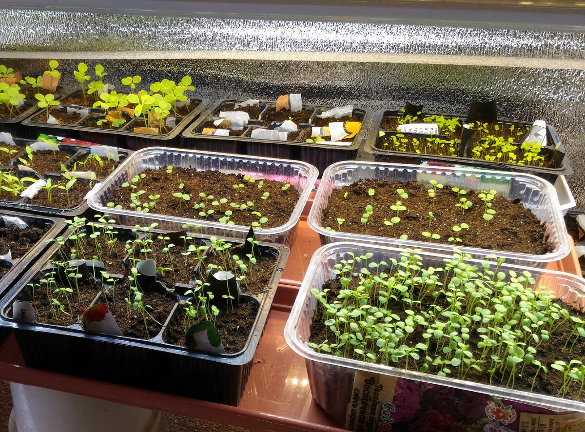 Турецкая гвоздика Восточная сказка