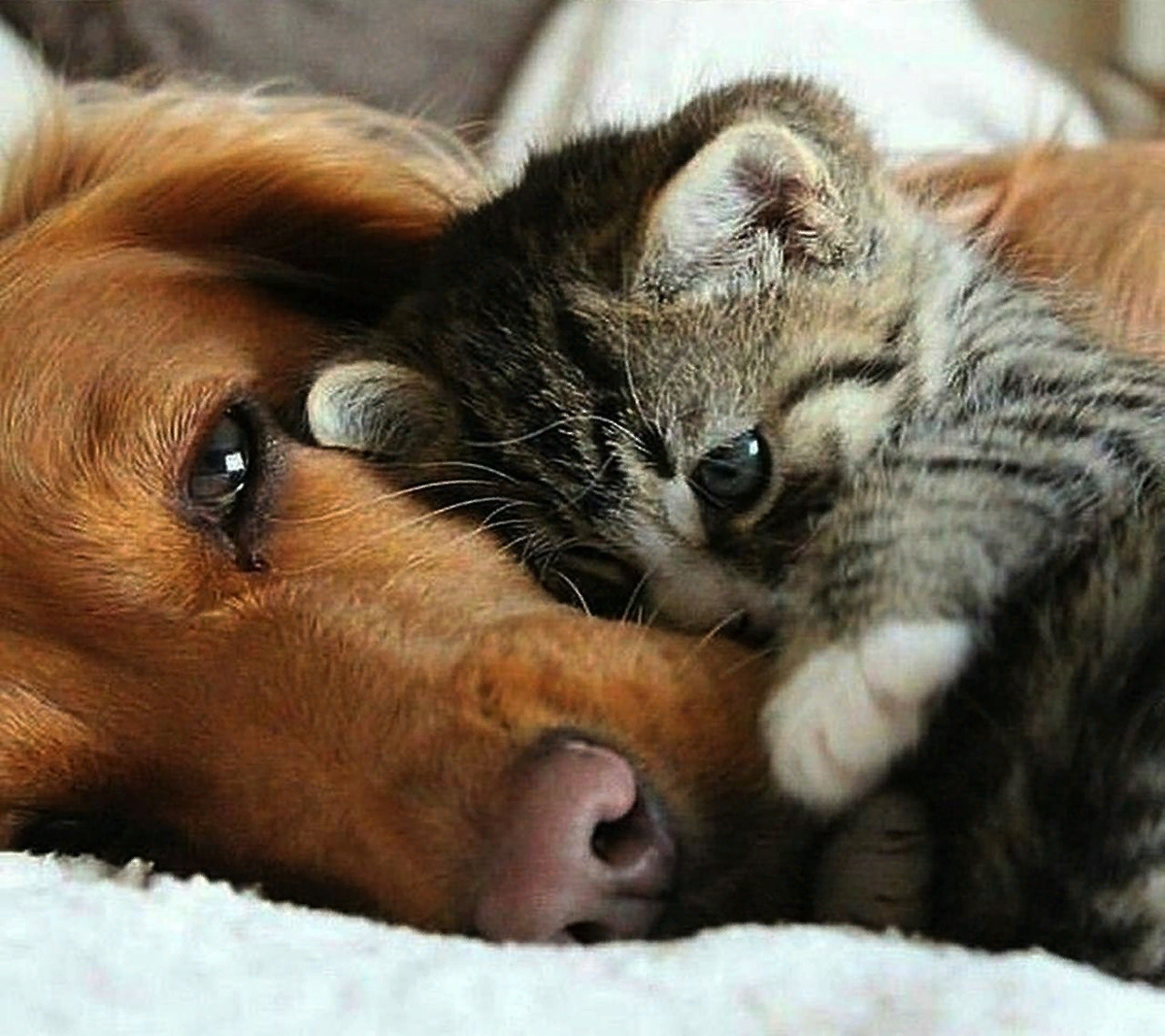 Кот любит собаку. Объятия животных. Милые собачки и кошечки. Нежность животные. Собака обнимает кошку.