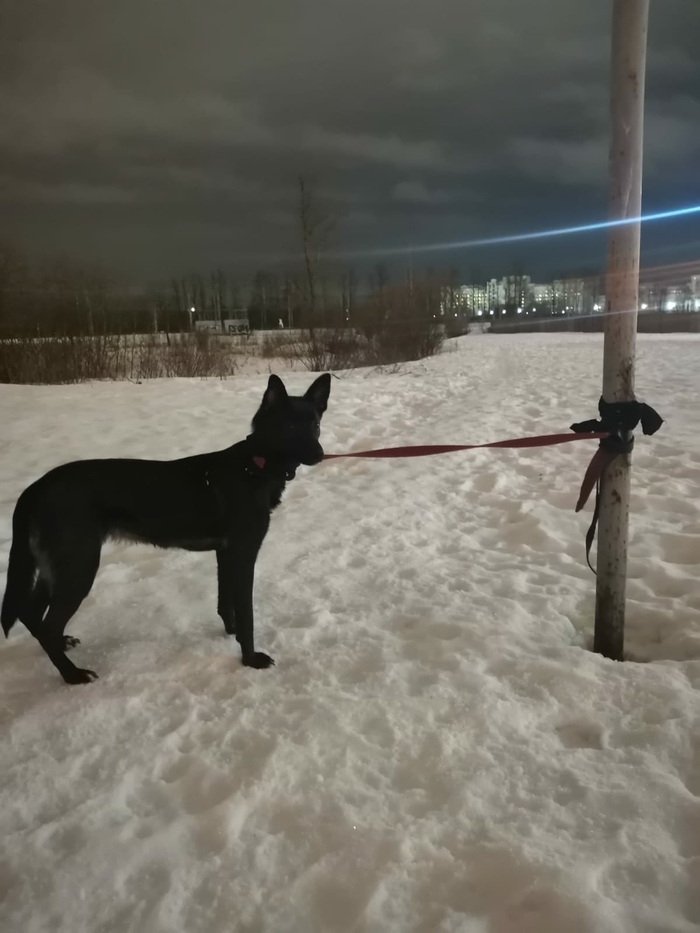 Порно голую девушку привязали к столбу