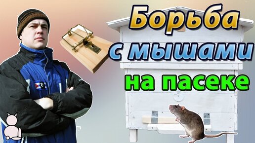 Борьба с мышами на пасеке. Мышеловка из бутылки и ленивые коты.