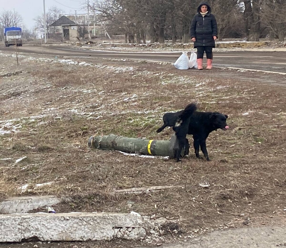 Собака против джавелина.