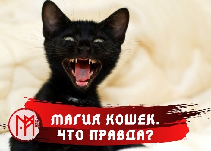 Почитайте. Думаю, многим будет интересно. И, конечно, не забывайте про комментарии 😊 

О том, что кошки – магические существа, известно еще с глубокой древности. Все знают, что в Египте кошек почитали наравне с Богами. Но что на самом деле могут кошки? И что из суеверий об этих удивительных животных, правда, а что – ложь. Читайте в этой статье.

У кошек девять жизней? Это не правда. На самом деле суеверие о девяти жизнях пришло к нам из Средневековья. Считалось, что ведьмы способны воплощаться в кошек и творить свои черные дела 9 раз. Отсюда и произошел миф. На самом деле – жизнь у кошки одна. Поэтому – берегите своих любимиц!

Кошка способна видеть потусторонних существ. Думаю, каждый хозяин знает, что это правда. Часто приходится наблюдать, как кошка пристально смотрит в одну точку, будто что-то разглядывает. И она действительно видит. И домовых, и прочих сущностей. Просто кошки живут сразу в двух мирах, в отличие от человека. Если Вы часто замечаете такое поведение своего питомца в доме – почитайте о том, как задобрить домового. Возможно, кошка дает Вам знак.

Кошки могут снимать негативную энергию. И это – совершенно точно. Если Ваша любимица упорно лезет на колени, или пытается улечься Вам на голову – не спешите ее прогонять. Она чувствует скопление негативной энергии и старается Вам помочь. Пусть полежит, помурчит. Это очень полезно для здоровья.

Кстати, ученые доказали, что мурчание кошки происходит в звуковом диапазоне, очень благотворно влияющим на человеческий организм. Еще один научно доказанный факт: хозяева кошек живут дольше, чем люди, у которых нет усатой любимицы.

Хочу отдельно рассказать об известной примете – в новый дом первой всегда запускали кошку. И смотрели, куда она ляжет. Примета – совершенно верная. Так и нужно делать. А вот смысл этого действия с веками исказился с точностью до наоборот. Кошка ложиться там, где больше всего негативной энергии. Наши предки наблюдали за тем, куда ляжет кошка для того, чтобы ни в коем случае не ставить на это место кровать! А мы, современные люди, про это забыли! Места, где чаще всего отдыхает Ваша любимица – не подходят для человека. Заметьте их в своем доме и обходите стороной!

И, в завершении, о том, что черный кошки приносят несчастье. Снова Средневековые предрассудки. Черные маги того времени, использовали животных черного цвета, потому что их сложнее было заметить ночью. Об этом говорится в легендах. Отсюда и пошло поверье.

В общем – любите кошек, цените их за то, что дарят Вам хорошее настроение и поддерживают здоровье. И пусть Ваши любимицы живут долго и счастливо. Мур! ❤

#магиярун #кошки #маргаритароуш