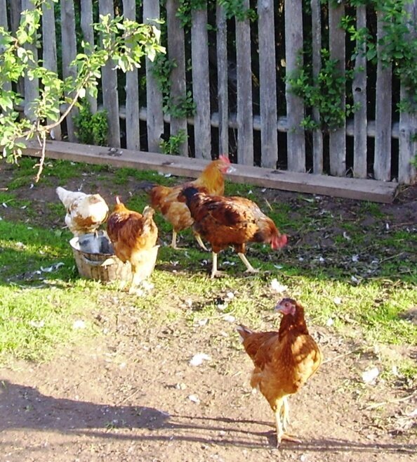Выросли цыплятки и занеслись.