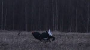 Еще пока ни чего не видно, но все уже проснулись.