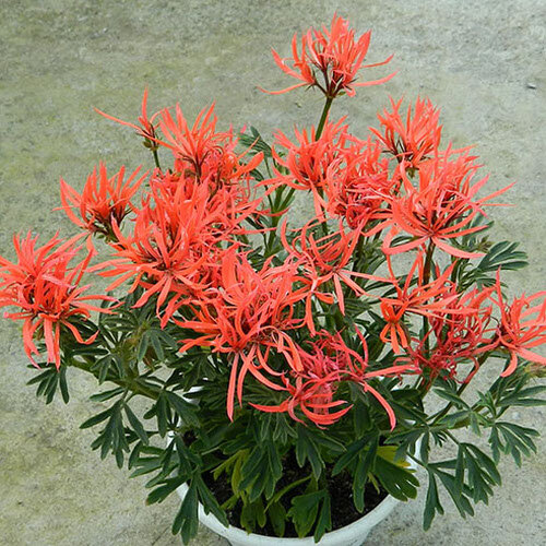 Миниатюрная “пальчатая” пеларгония “St. Elmos Fire" . Ну разве не красавица?! Фото из открытых источников.