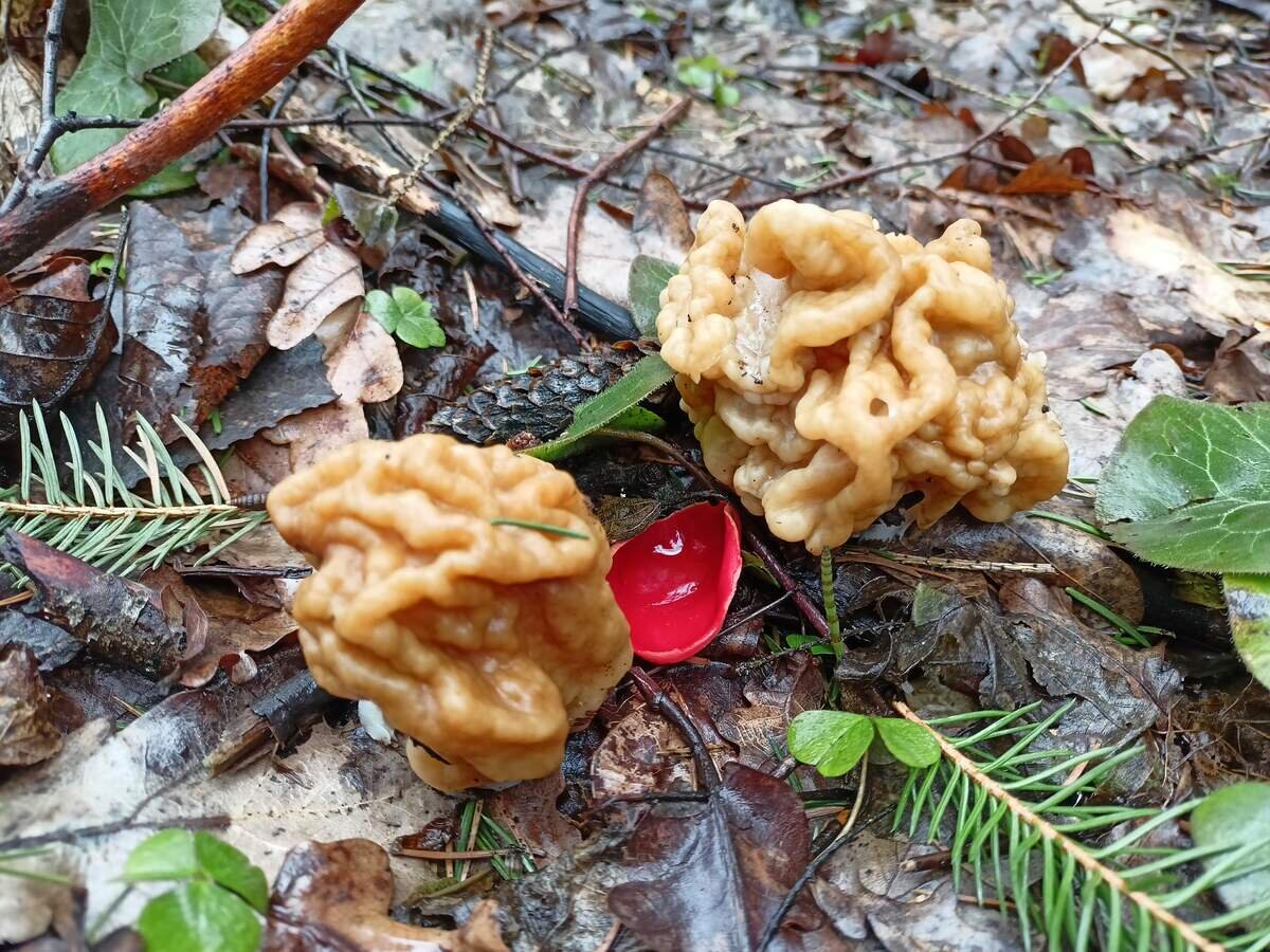 Это не постановка, это правда (фото пользователя Бирюк)