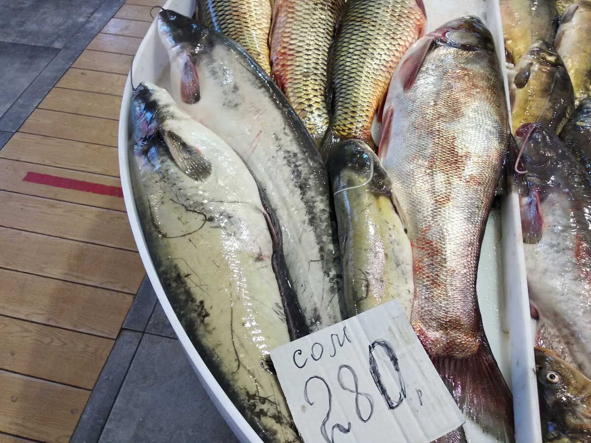 Сомик так и тает во рту!