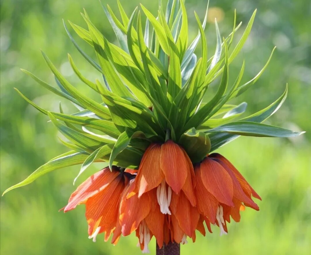 Слыша аромат Рябчика "Императорского" или его еще называют "Королевский", грызуны не подходят близко. В земле запах слышат кроты, мыши, а над землей зайцы, да, зайцы также не любят этот запах. Фото с интернет.