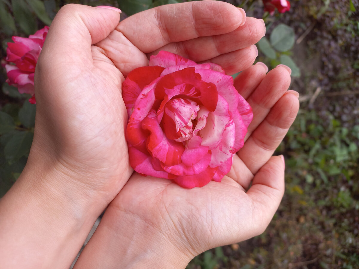 Вот такая красота растёт у меня в саду