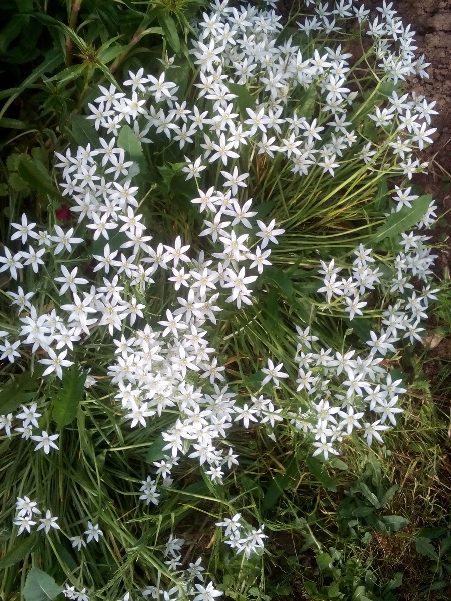 МОИ ПЕРВЫЕ ВЕСЕННИЕ ЦВЕТЫ!🎀🎀🎀