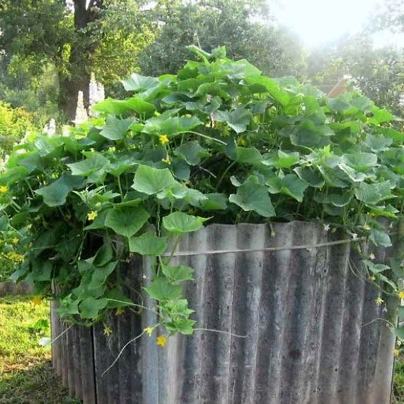 как получить большой урожай огурцов