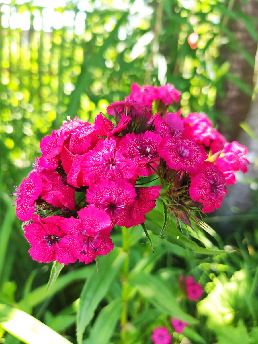 Нравятся мне гвоздики, долго цветут.