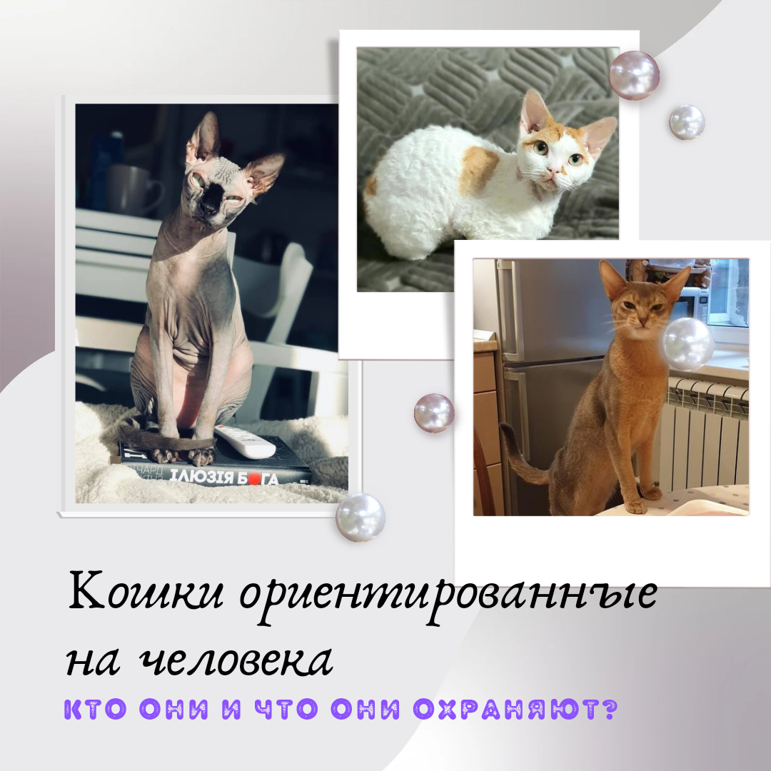 Кошки ориентированные на человека. Кто они такие и что они охраняют?:  sestratk — LiveJournal