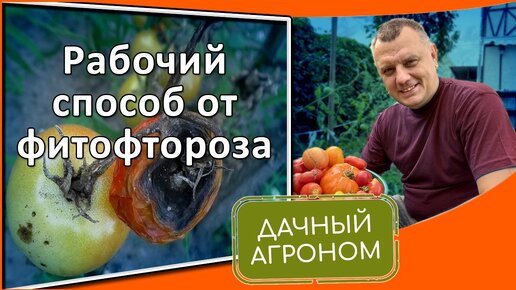 Защита от фитофторы БЕЗ НИЧЕГО Томаты в чередовании культур на огороде