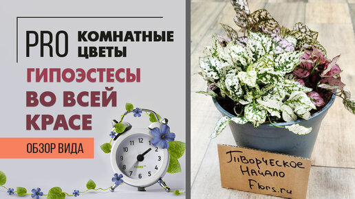 Гипоэстесы во всей красе - яркие и неприхотливые. Как ухаживать за гипоэстесом