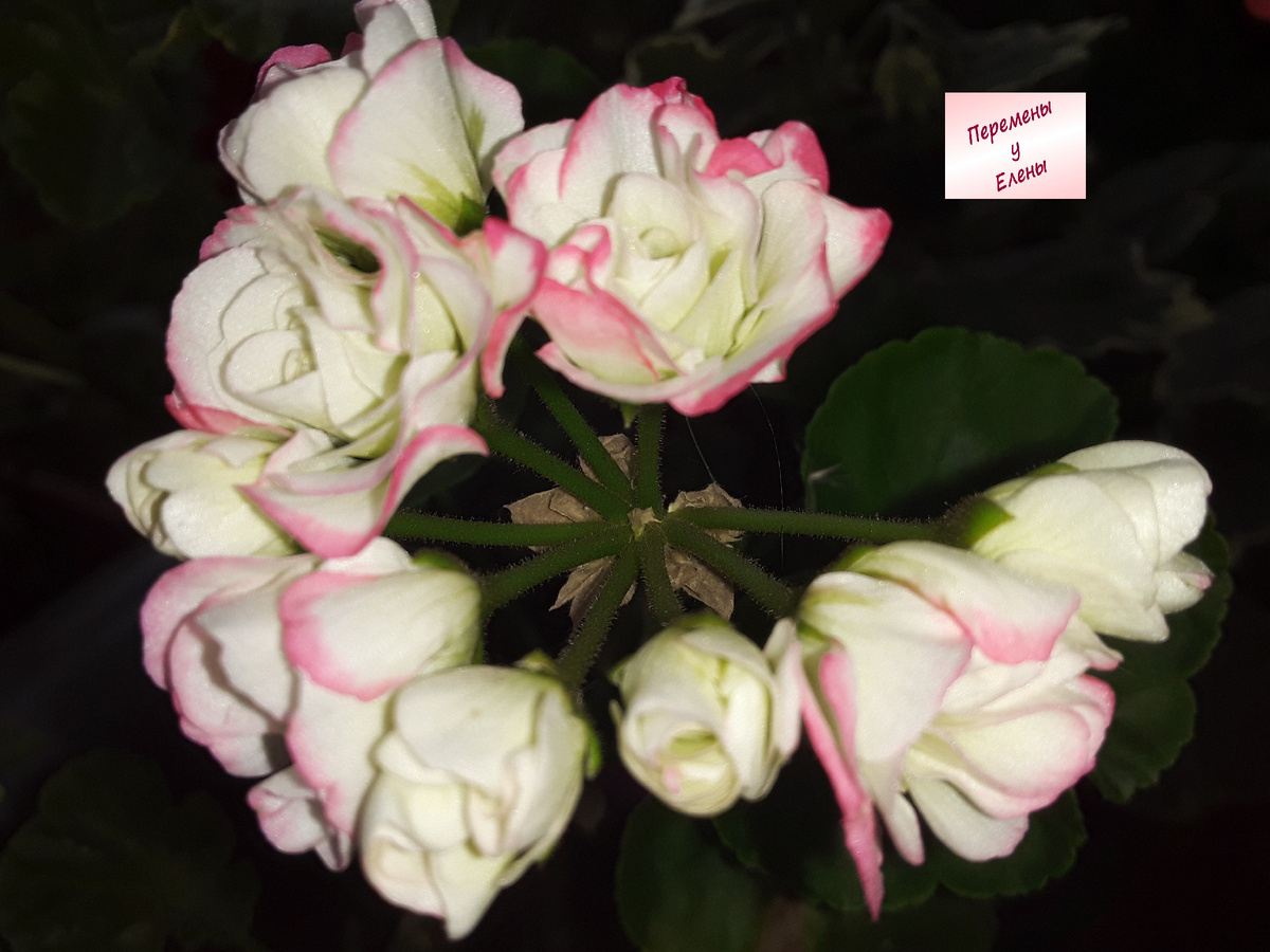 Пеларгония сорта Appleblossom