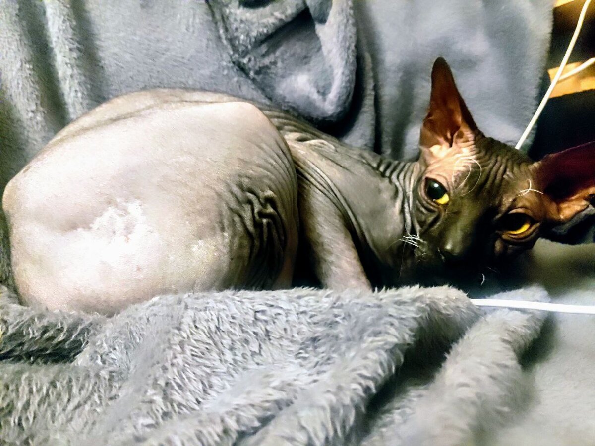 Это Марселька, фото Вольфика под рукой нет. Ну как можно перепутать с нечистой силой?)))