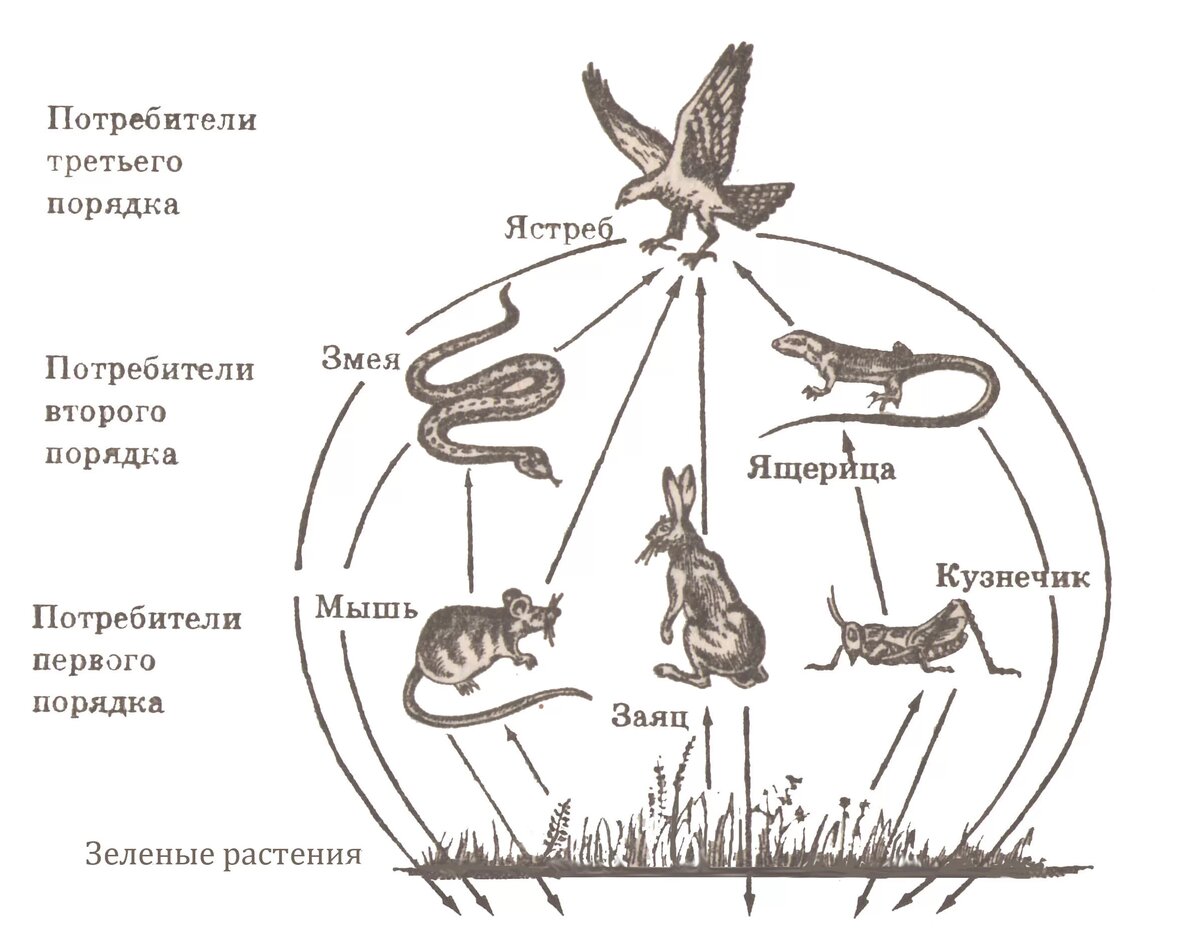 Биология цепь питания 5 класс рисунок составить схему