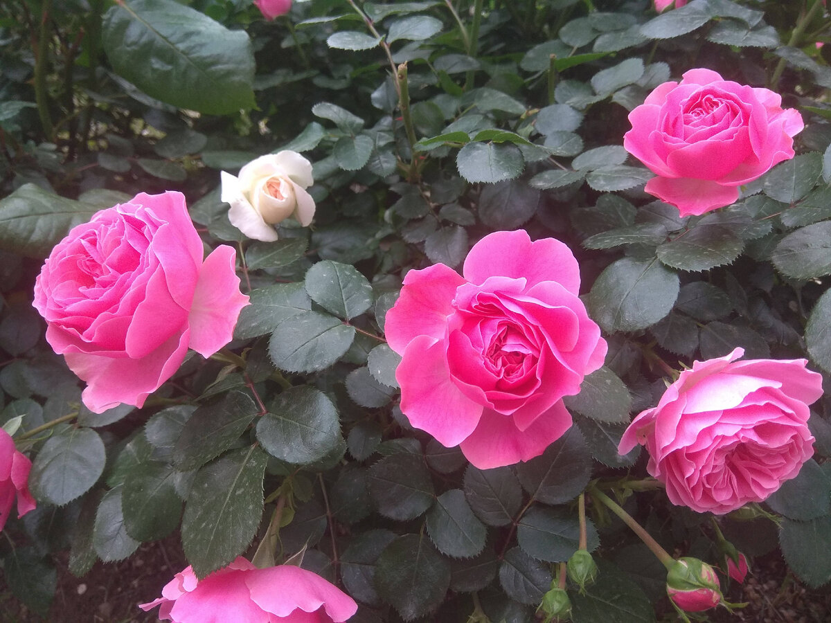 Армения, г. Ереван