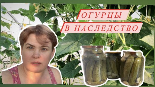 Огурцы бабушка рецепт. Бабушка с огурцами.