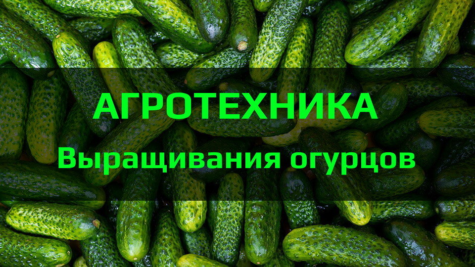 Основы агротехники выращивания огурцов