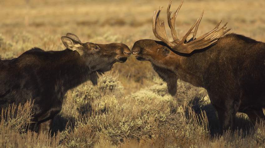 "Бык" и "корова"