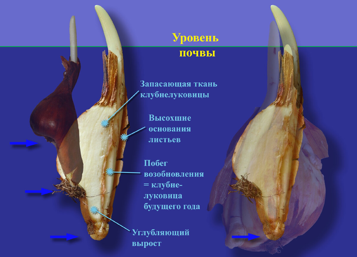 Схема заглубления клубнелуковиц у безвременника