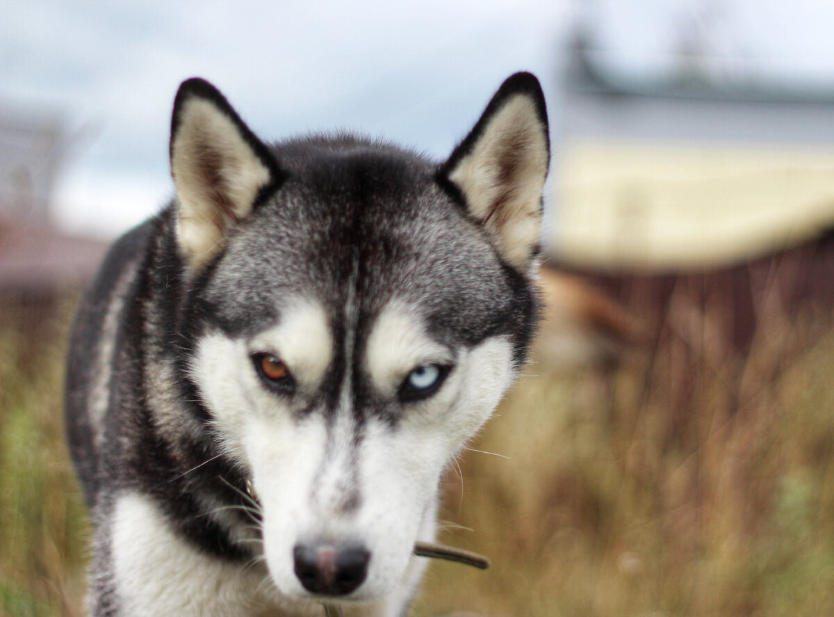 Черника в стационар после прогулки всегда возвращалась с таким "лицом". Очень хотелось на волю!