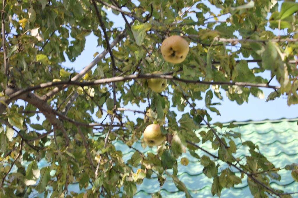 На поздних яблонях листья еще не опадают.