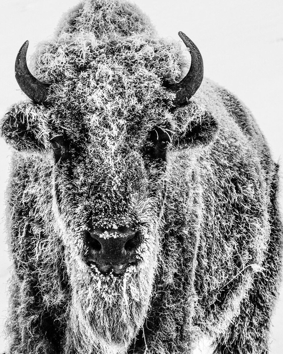  David Yarrow Photography /    / * 1966  (      )