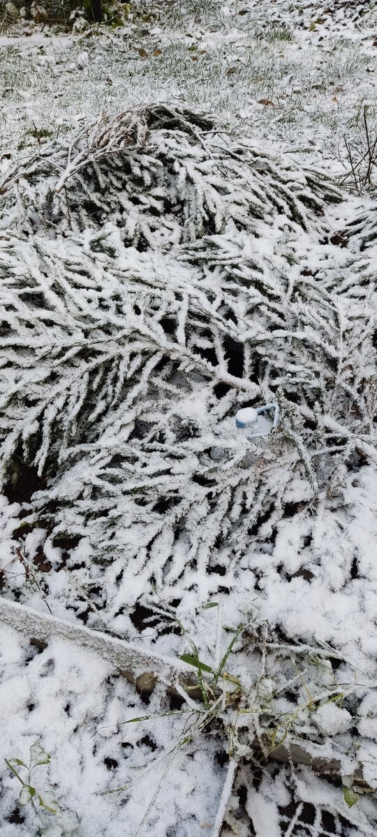 Еловый лапник тоже не даст замёрзнуть компосту.