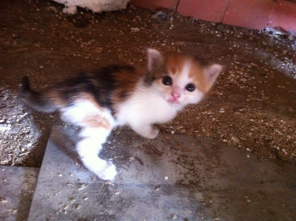 Котята без мамы. Брошенный котенок. Брошенный котенок фото. Маленький котенок с грязным хвостом.